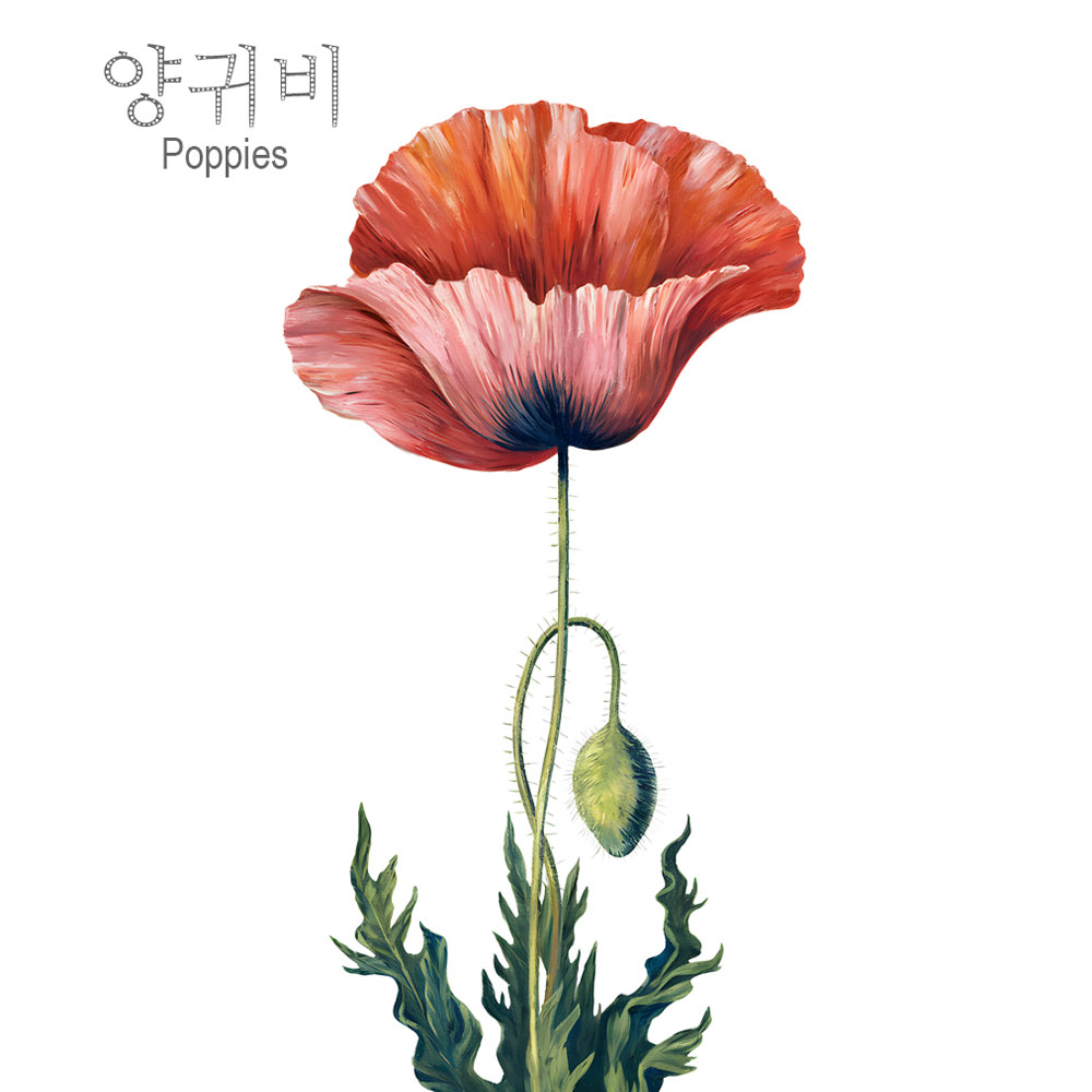 캘리그라피 손글씨 그림엽서 배경엽서 취미 꽃 이미지 주문제작 가능