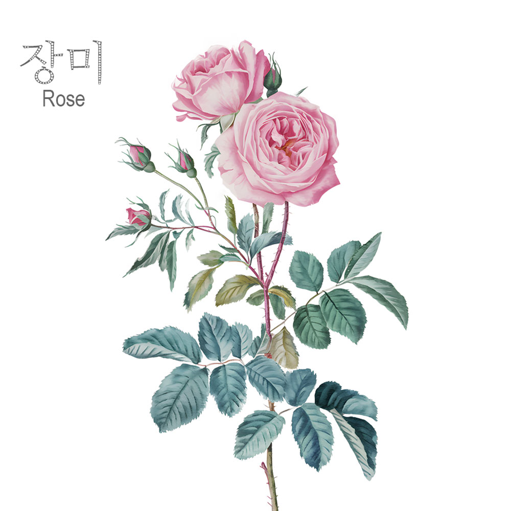 캘리그라피 손글씨 그림엽서 배경엽서 취미 꽃 이미지 주문제작 가능