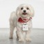 아트피아 PU 인조가죽 반려동물 이름표 인식표 네임택 강아지 고양이 목걸이 명찰 주문제작